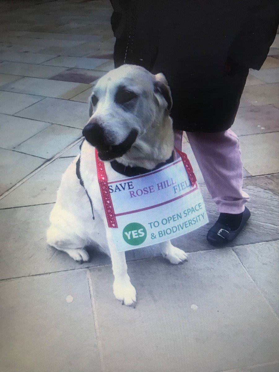 Sadly we lost a much loved supporter Max to canine heaven yesterday. He was a kind and gentle soul who loved his walks on Rose Hill with his family, Dick and Julie. RIP Max 😿