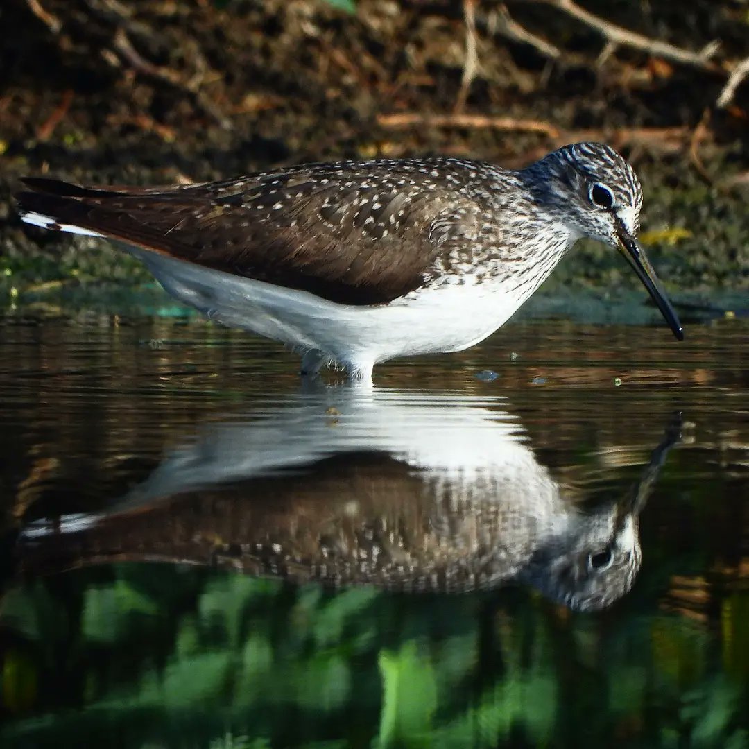 kishanm05's tweet photo. "BREEDING"
GREEN SANDPAPER
Barkhera-Chandlai lake, Shivdaspura, Jaipur, Rajasthan
19042024
#breeding
#green
#sandpiper
#reflection
#clouseup
#bird
#water
#rgsustain
#vanakriti
#greenhub
#kishanmeena
#barkherapond
#chandlailake
#shivdaspura
#copyrightkishanmeena https://t.co/itpNAj5fyF