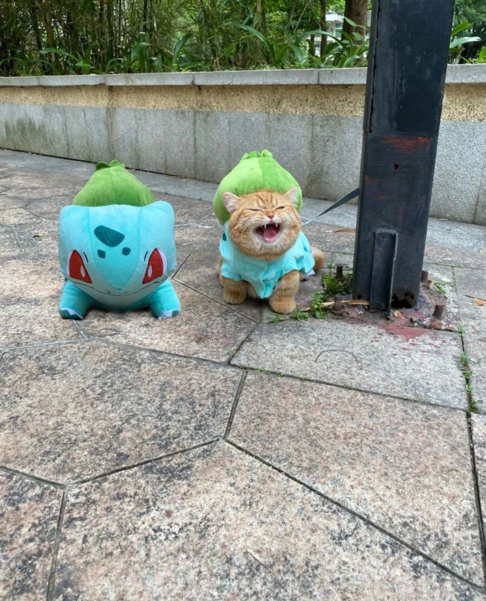 Punch Cat (@punchingcat) on Twitter photo 