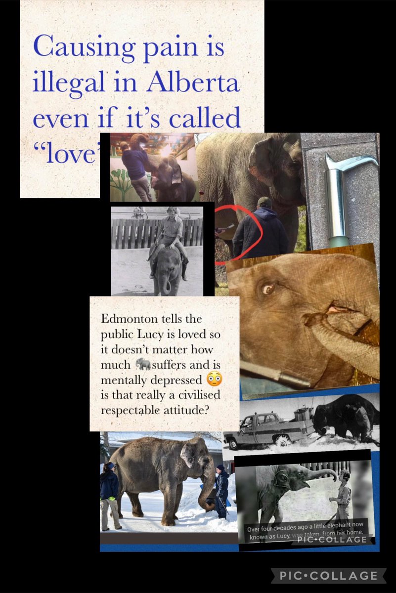 @Missymaizey89 @kattoms1 @GLAatLC @edmontonjournal Disgusting #yegzoo ignoring vets reports detailing Lucy’s foot pain on concrete Lucy’s mental state due to not a shred of a natural life . Poor Lucy is micro managed or on her own with unsafe air & a wall in a dingy old barn 💔 #AnimalRights #Alberta #truecrime #AnimalAbuse #yeg
