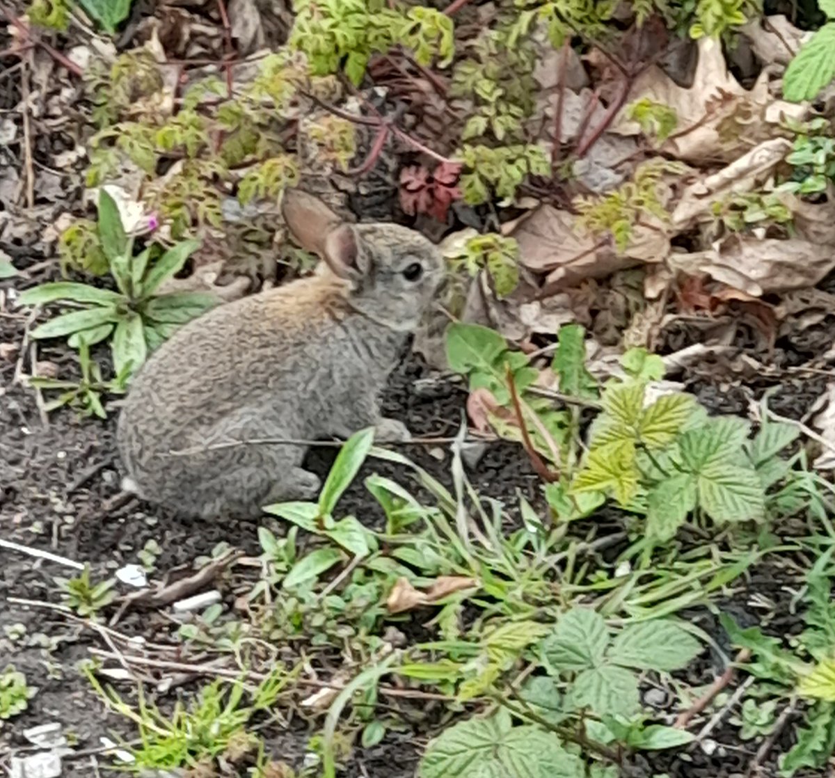 Rabbit spotted today