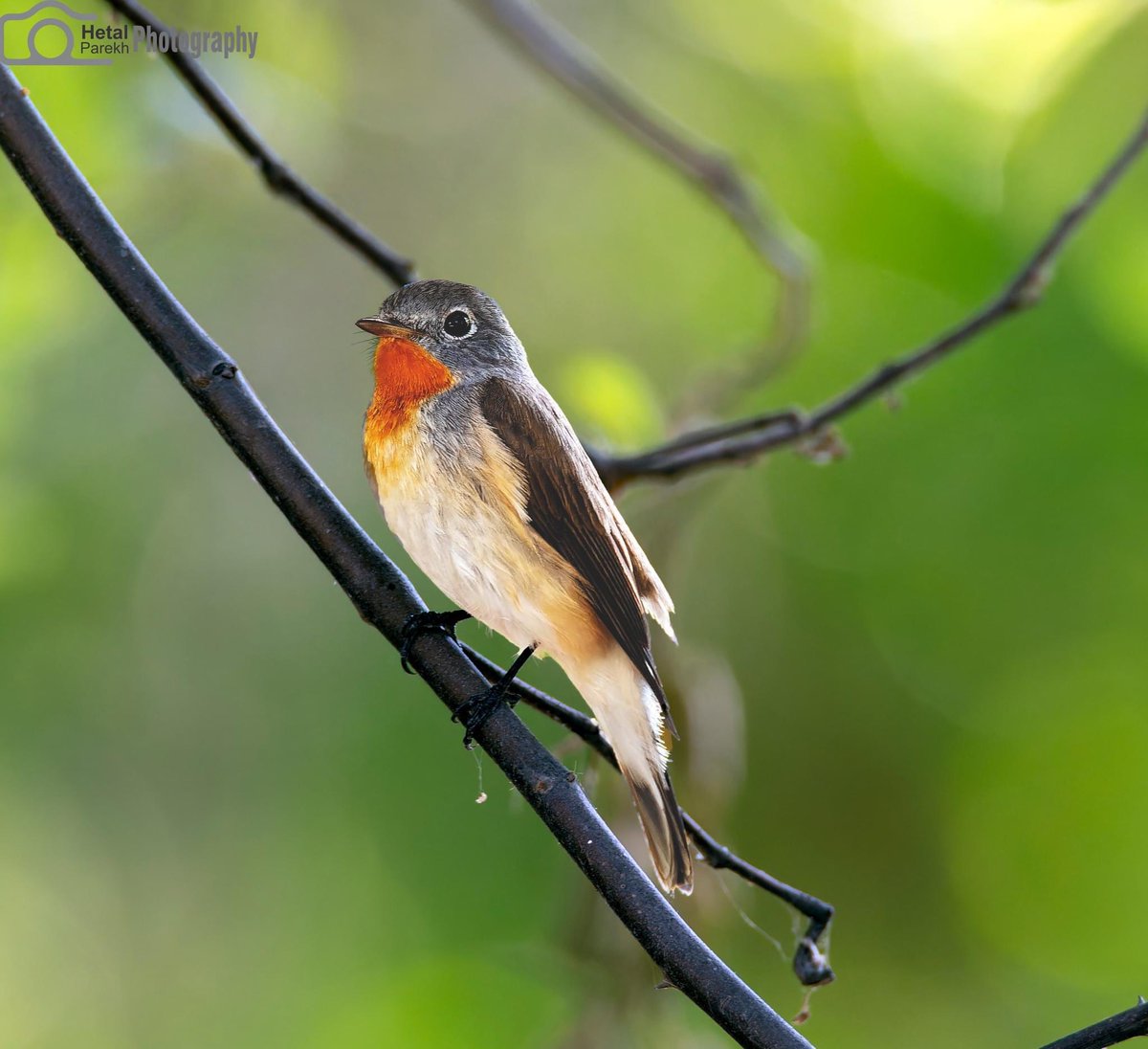 Red-breasted Flycatcher 
Ficedula parva
#BBCWildlifePOTD #birdphotography #BirdsOfTwitter #BirdsPhotography #bnhs #dailypic #indiAves #natgeoindia #NaturePhotograhpy #NifFeature #SHUTDOWN #ThePhotoHour #wildlifephotography