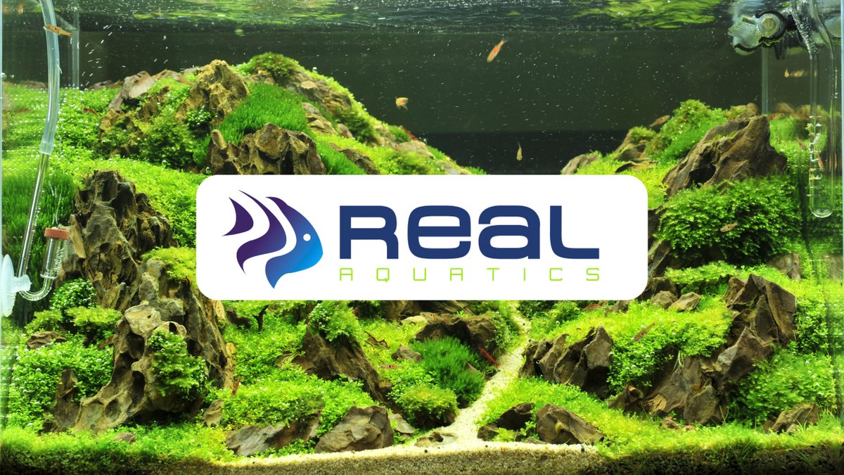 RealAquaticsLtd's tweet image. AQUASCAPERS!

#Aquariums #FishTanks #Aquascaping #Plants #Moss #Shrimp

Check out our group dedicated to Aquarium 'scaping! Click the link below for more info!

ow.ly/2kx350Rk02k