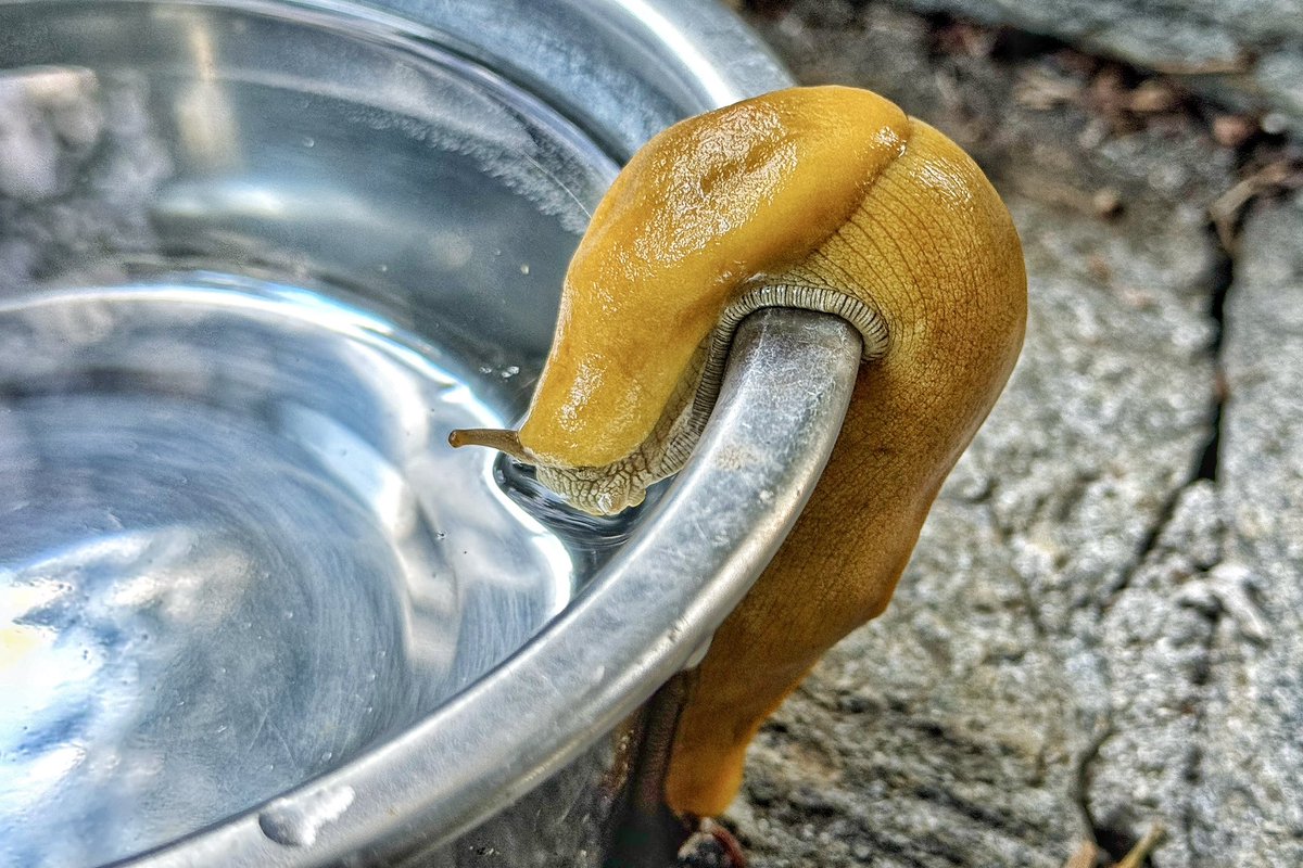This was a first for me, a banana slug drinking from a water bowl!