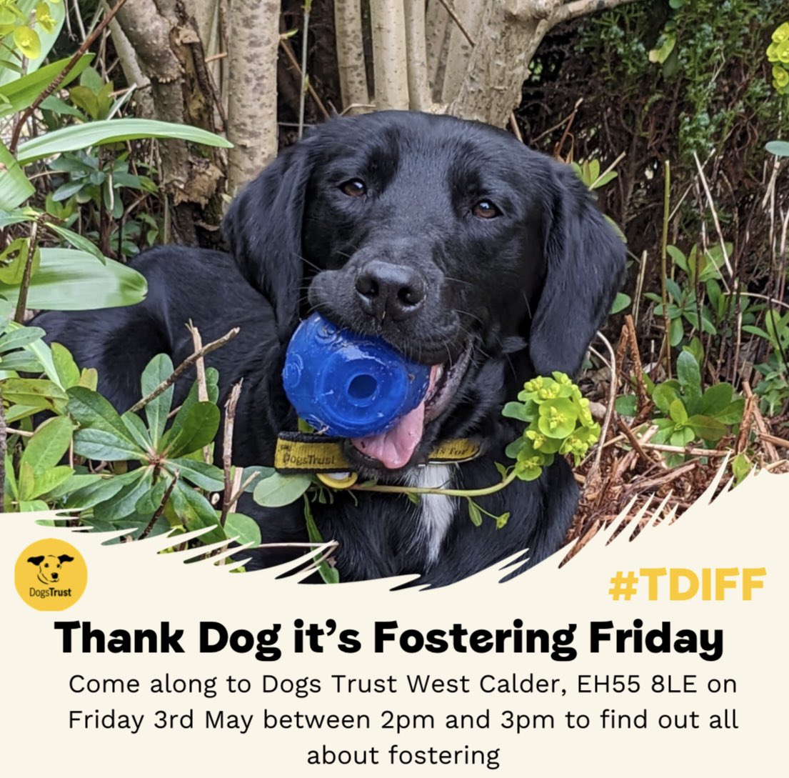 Our next #ThankDogItsFosteringFriday will be held here at the West Calder centre on Friday 3rd May 2pm-3pm. Pop along for more information and meet the team 😊 #ThankDogItsFosteringFriday #TDIFF #foster @dogstrust