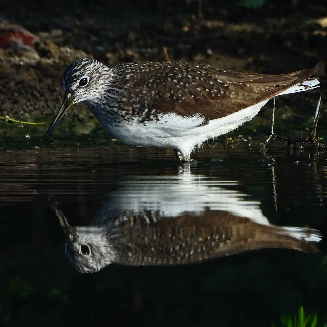 kishanm05's tweet photo. "BREEDING"
GREEN SANDPAPER
Barkhera-Chandlai lake, Shivdaspura, Jaipur, Rajasthan
19042024
#breeding
#green
#sandpiper
#reflection
#clouseup
#bird
#water
#rgsustain
#vanakriti
#greenhub
#kishanmeena
#barkherapond
#chandlailake
#shivdaspura
#copyrightkishanmeena https://t.co/itpNAj5fyF