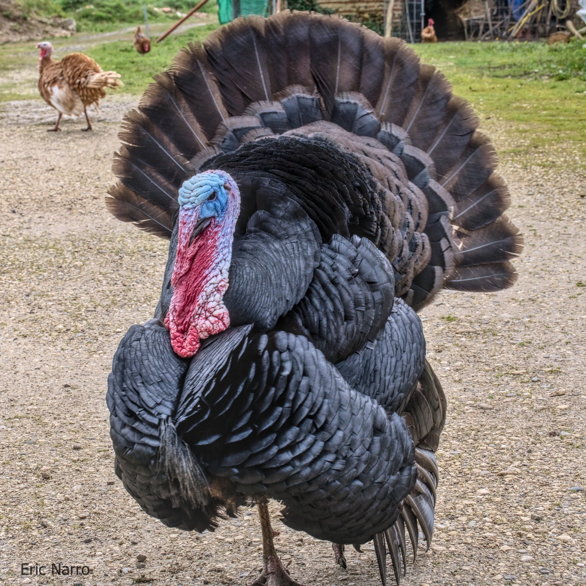 #Happy #Monday!

A #photo of a #turkey

#Animal #farm #farmanimal