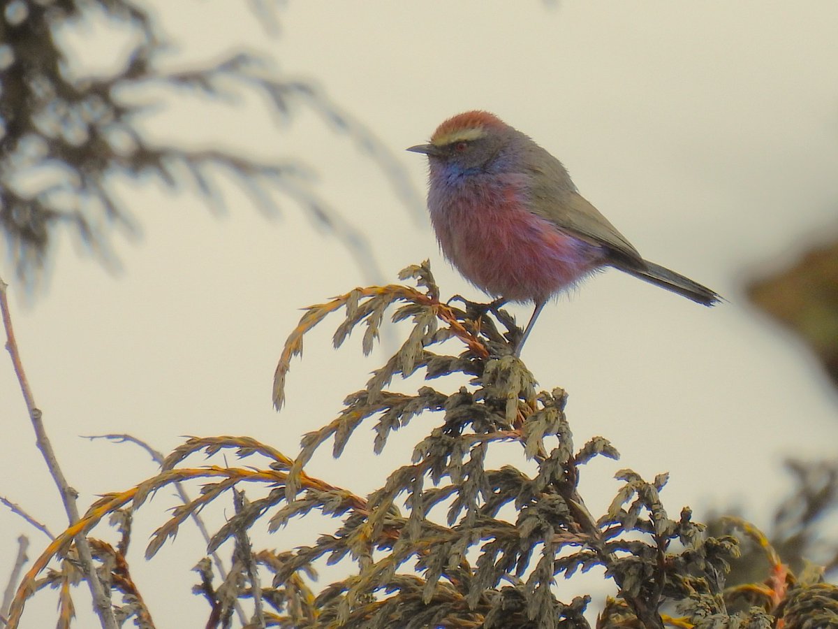 A fabulous White-browed Tit-Warbler at Sela #ArunachalPradesh. Definitely one of the highlights of the trip and just one of many great birds that we saw in this high altitude wilderness. #IndiAves #BirdsSeenIn2024 #India