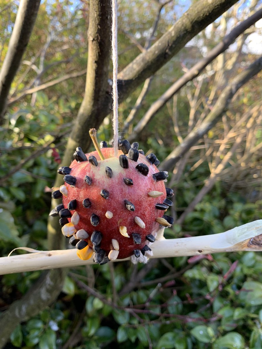 Sunflower seeds and apple bird feeders @EllonPrimary @OutdoorClassroomDay #nature #outdoorlearning @OutdoorClassDay @outdoors4allFS @ForestSchoolACE