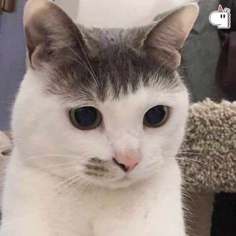 mood like 앞머리고양이