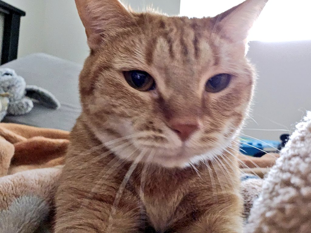 The biscuit cam! Would anyone like fresh biscuits from Cheeto's Yummalicious &amp; Fresh Bakery? - Mama the Helper