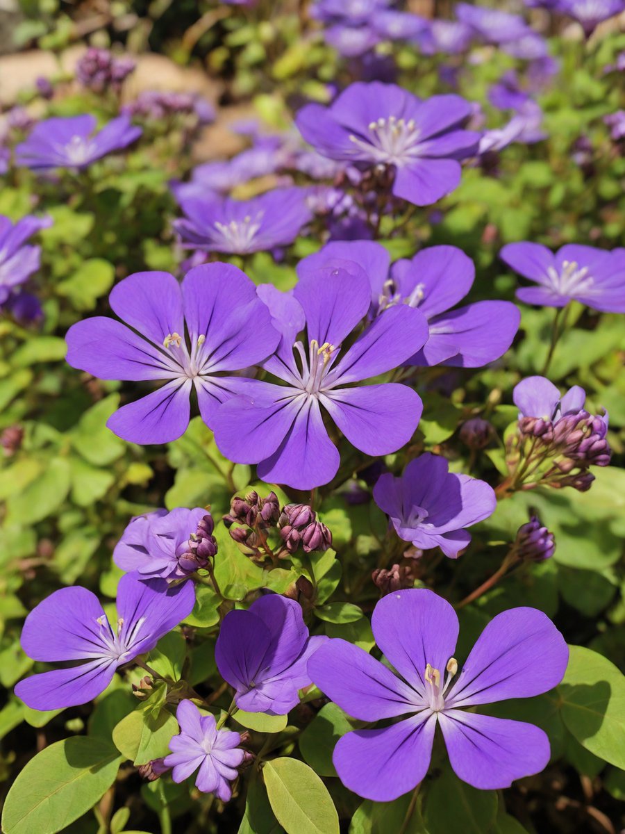 The Cape Leadwort flowers bloom in the garden 🦋🦋
#FLOWER #flowersphoto #FlowersOfTwitter #beautiful #sunday #spring #springday #bloom #beauty #Cape