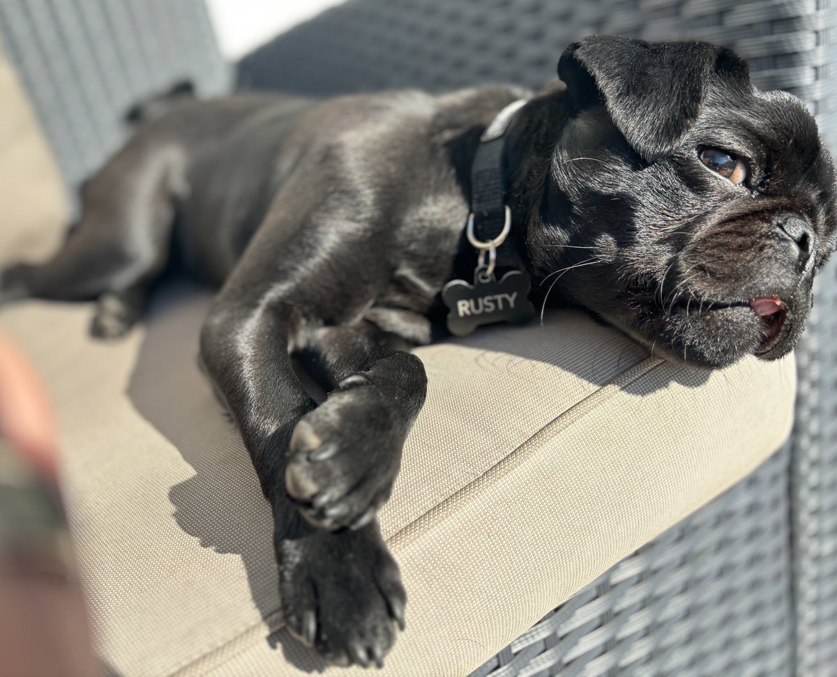 Pug life looks pretty good. #blackpug #pug #fridaymorning