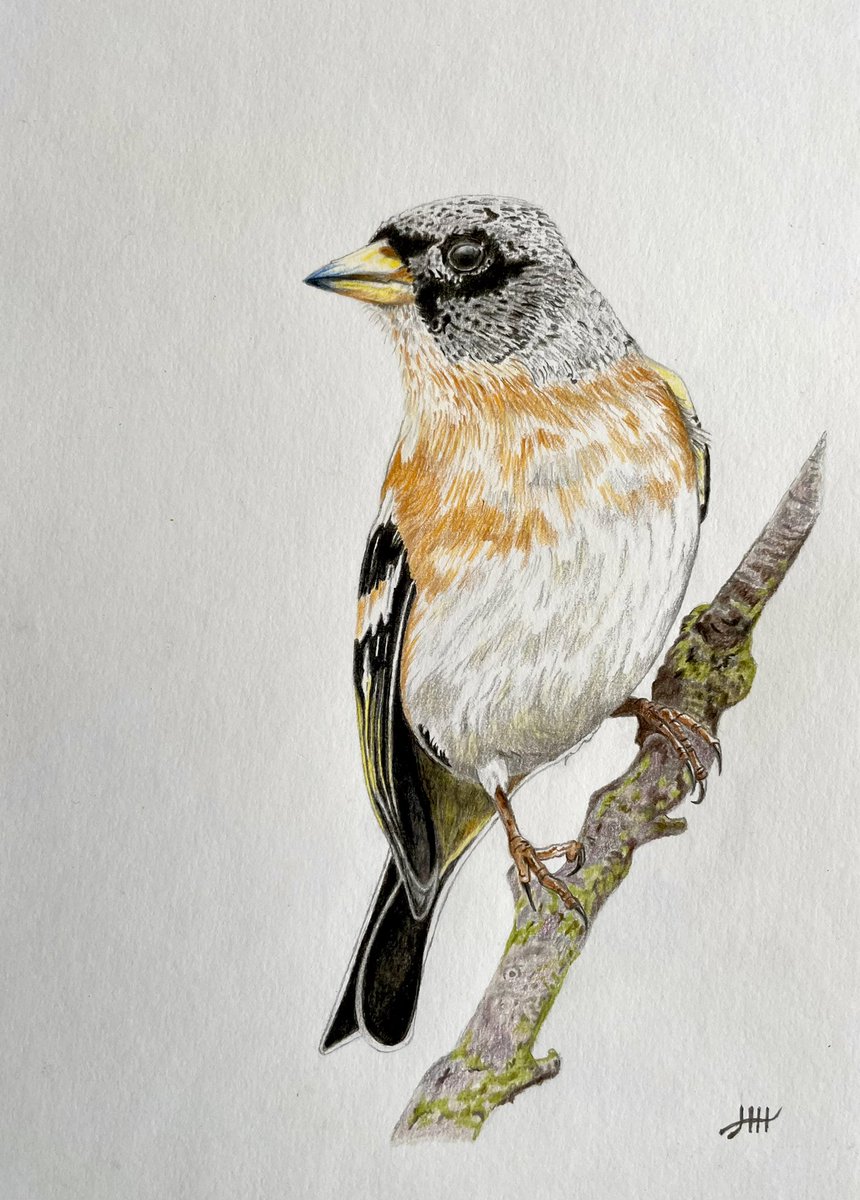 This is my drawing of a brambling ✍️ #brambling #keep #bird #birds #colouredpencils #drawingart #artistsonx