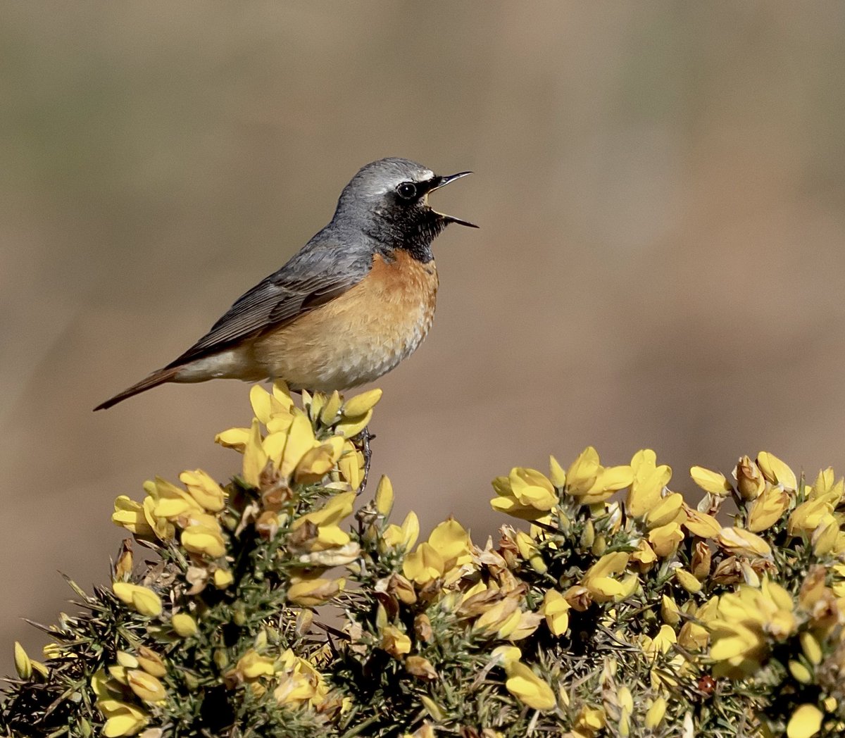 Common Redstart (m) on the moor yesterday. @CBWPS1 @Britnatureguide #Birds #BirdsOfTwitter #birdphotography #birding #birdwatching #naturelovers #NaturePhotography #TwitterNatureCommunity #wildlifephotography