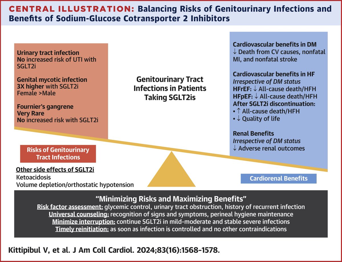 SGLT2is increase risk of genital mycotic infection but not #UTI. Withdrawal of #SGLT2i led to adverse outcomes in #heartfailure. SGLT2i should be continued along with treatment for mild-moderate UTI/GMI. bit.ly/3U4K3cX (2/2) #JACC @vkittipibul @robmentz