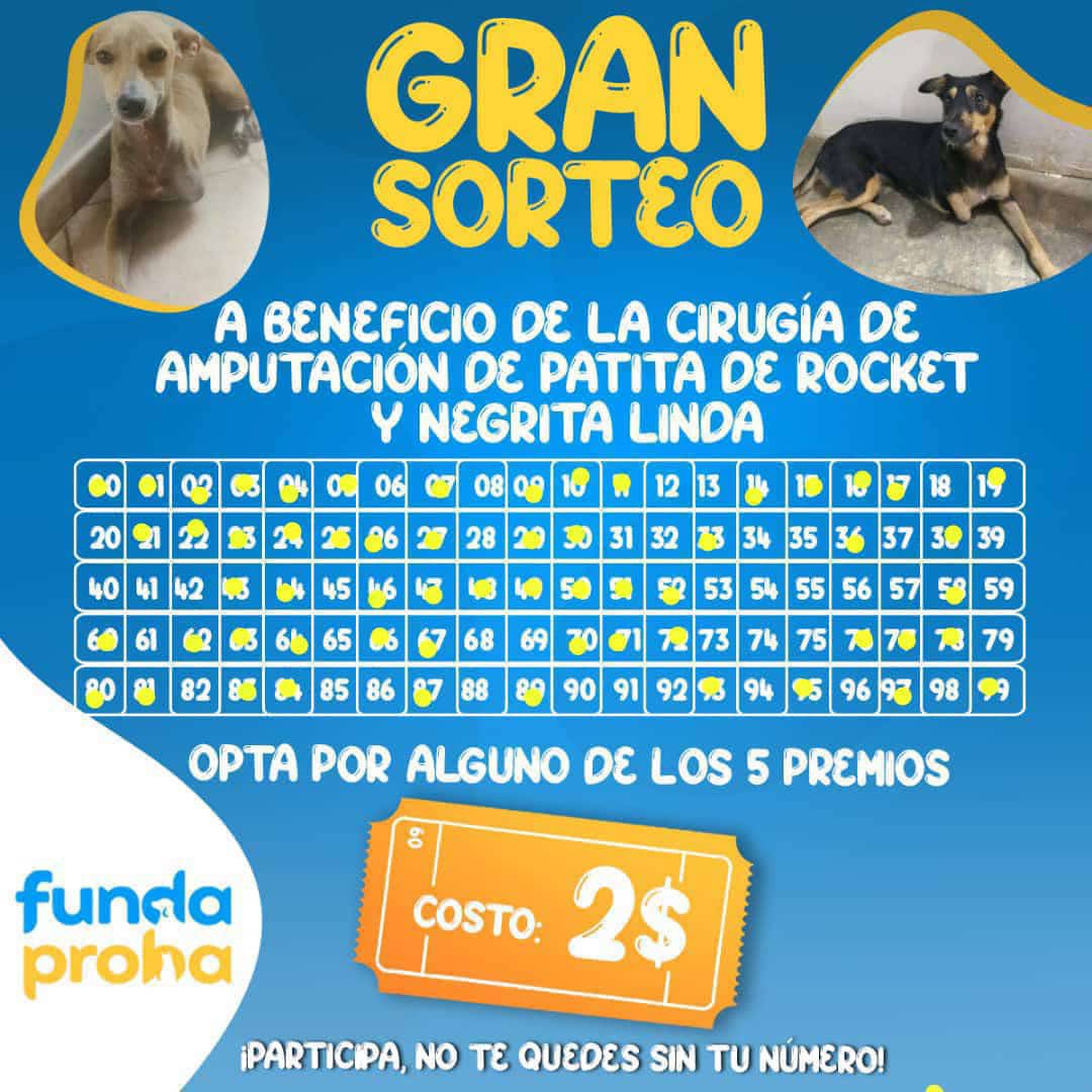 fundaproba's tweet photo. ¡GRAN SORTEO! Para contribuir a la cirugía de la patita de Rocket y Negrita Linda🐾.

Participando para 1 de los 5 PREMIOS🥮💍🍩🌯💄.

Costo de 2($) cada número. https://t.co/YaGTMcMIhO