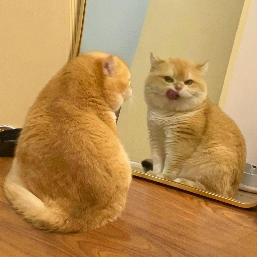 WeAssessCats's tweet photo. Look in the mirror 🪞 🐈 https://t.co/ByEDWBSgso