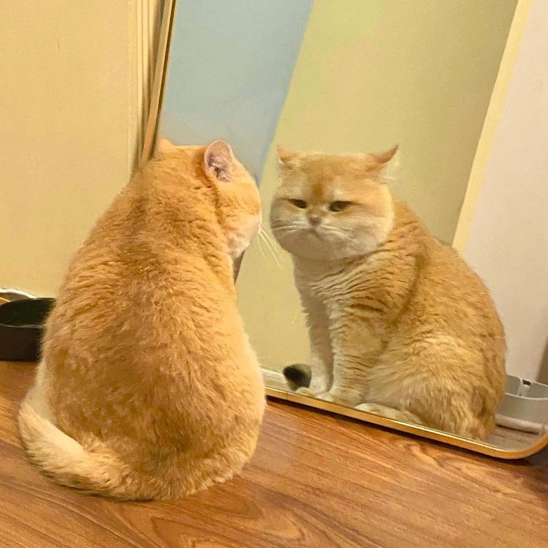 Look in the mirror 🪞 🐈