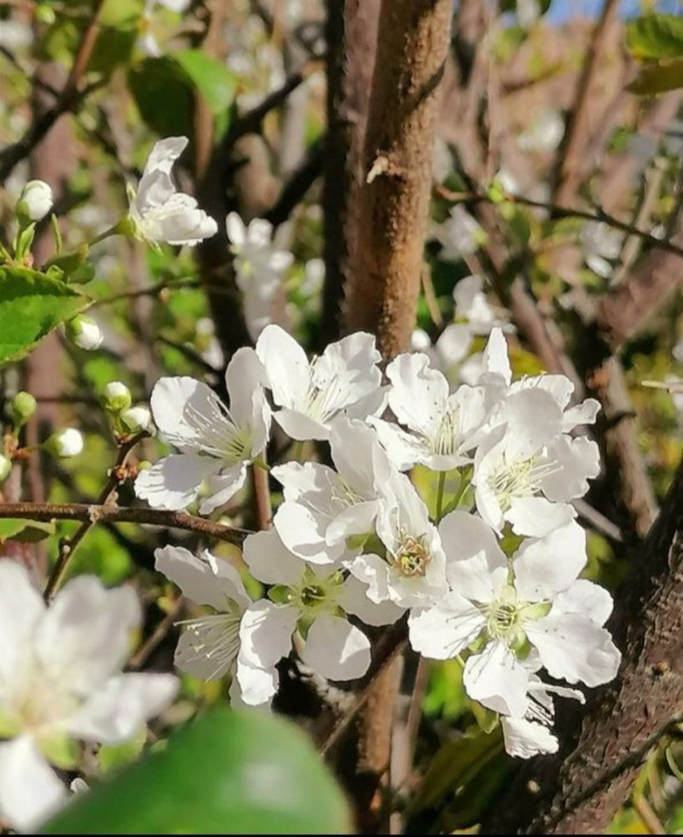 The ephemeral beauty of blossoms adorning fruity trees heralds the promise of forthcoming abundance and delights the senses with its fleeting splendor.