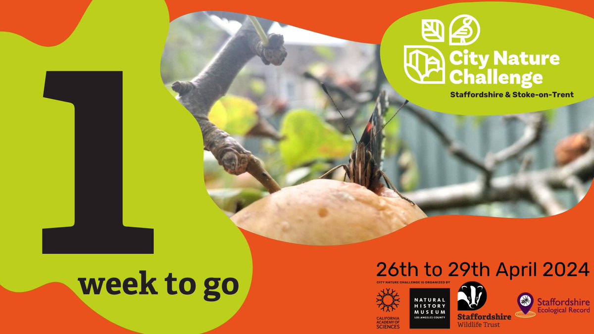 Only 1 week until we start our 2024 #CityNatureChallenge to record as many species as possible in #Staffordshire and #Stoke between 26-29th April. Interested in taking part? More info here: staffs-ecology.org.uk/city-nature-ch… @StaffsWildlife @citnatchallenge @inaturalist