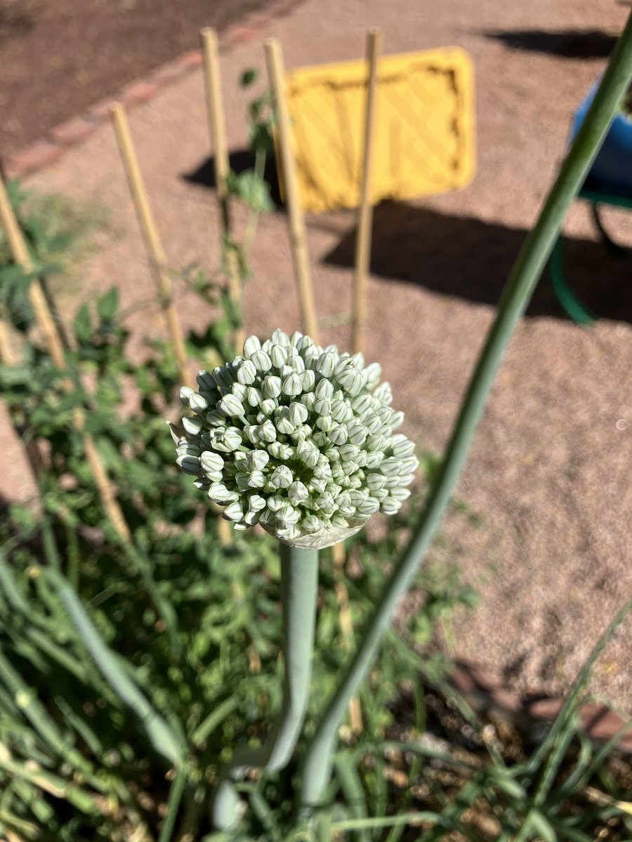 Onion flowers. Have never collected my own onion seeds before. Soon™️