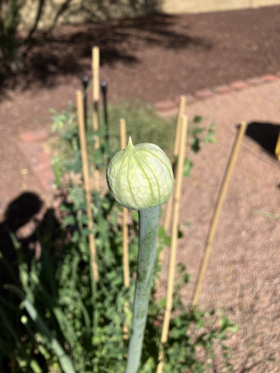 GoatGrowsWeed's tweet photo. Onion flowers. Have never collected my own onion seeds before. Soon™️ https://t.co/Yfq7yDpRb5