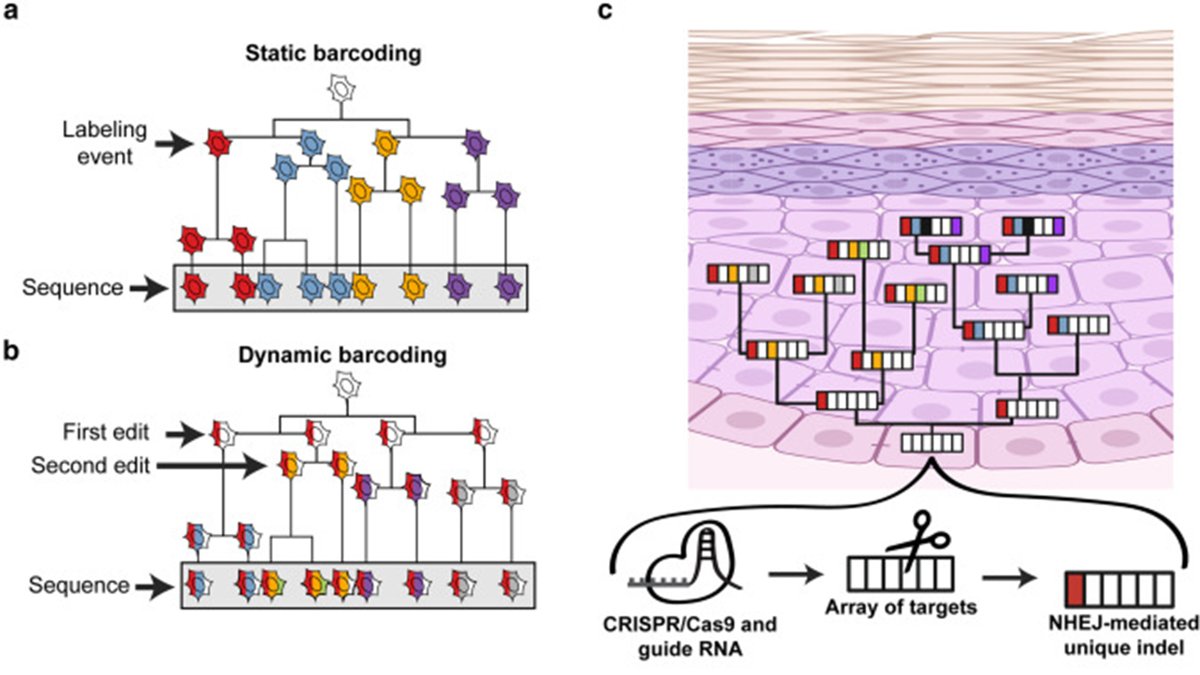 Excited to share our paper @theJIDJournal w/@JennyNathans @JShendure reviewing how DNA barcoding can map cell lineages in skin development/cancer & how CRISPR-based DNA Typewriter can be used as a molecular tape-recorder to log biological signals in vivo. authors.elsevier.com/a/1iyKb,WJlgRPN