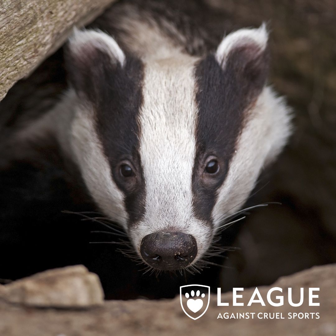 🦡 Badgers: fox hunting’s other victim 🦡 The badger is a forgotten casualty of fox hunting. Between June and March, they endure a relentless assault on their homes and lives. 💔 THE HARD TRUTH: Development, illegal persecution, and road fatalities claim around 50,000 badgers