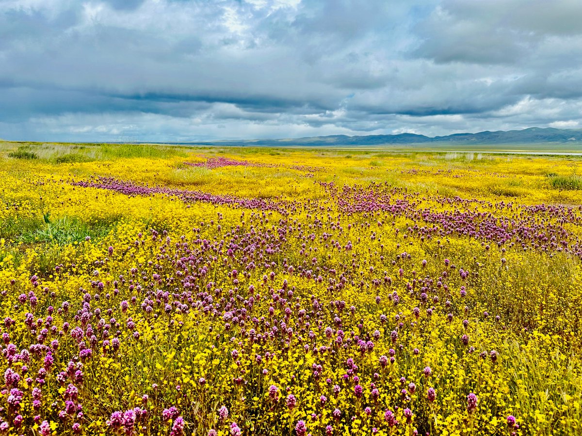 This #wildflower season in #California has been stunning! Depending on where you go, visitors may see colorful lupine, coreopsis, desert sunflowers, evening or brown-eyed primroses or desert lilies. 🌻 Please stay on trails & leave wildflowers for others to experience! 📸 @blmca