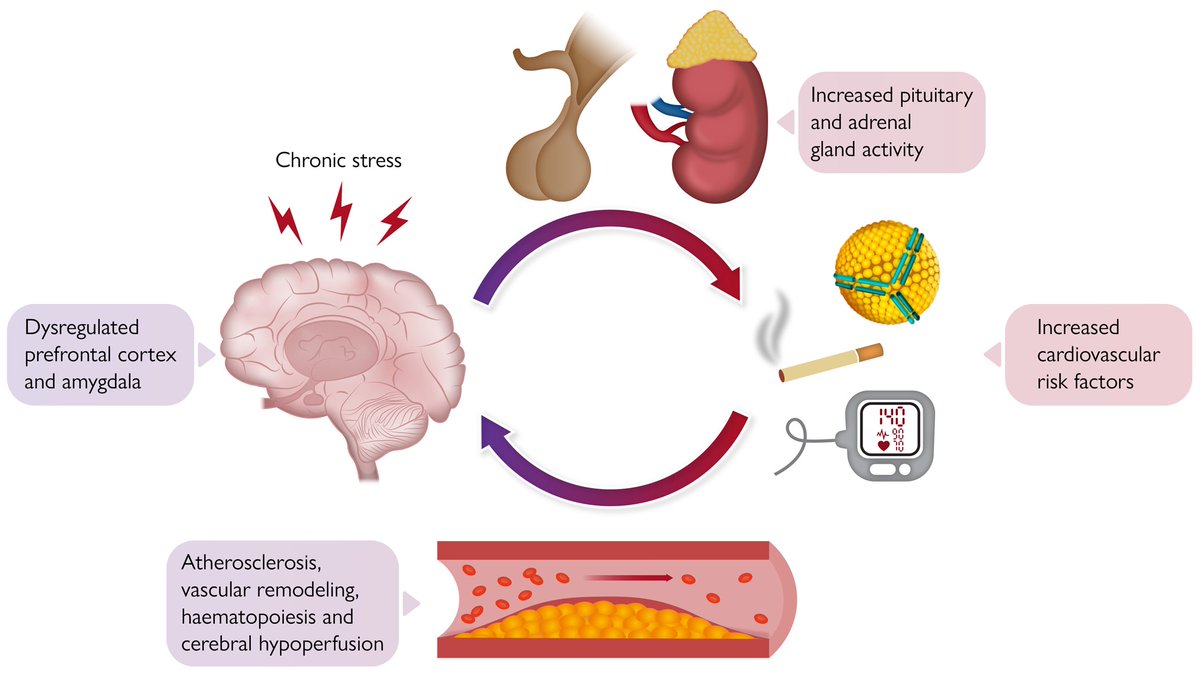 Unveiling the heart’s silent whisperer: study of stress and the brain–heart connection in Europe. Read more in #EHJ: academic.oup.com/eurheartj/adva… #CVD #heart #brain @escardio @ESC_Journals