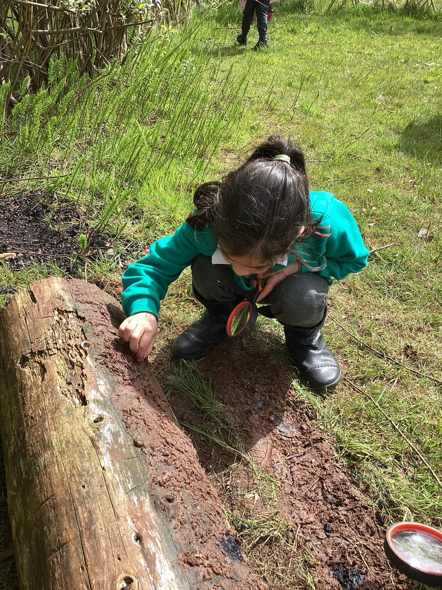 Springwood_Prm's tweet image. Year 1/2 loved their outdoor learning today! #SpringWellbeing