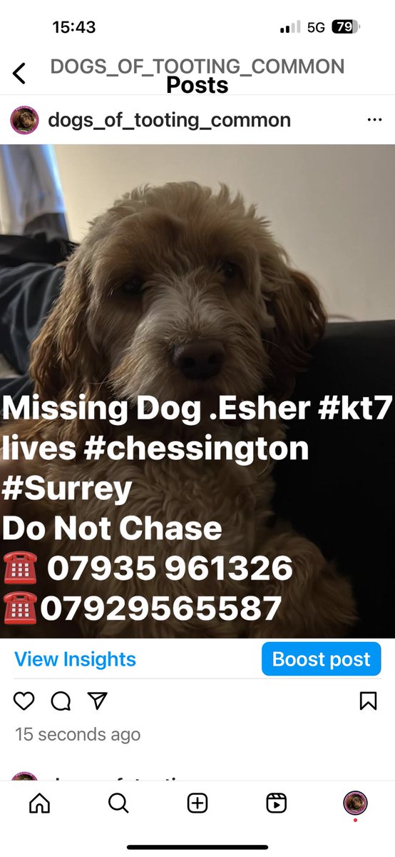 Missing #Esher #Kt7 lives in #Chessington #surrey @MissingPetsGB @SurreyPolice @rosieDoc2 @juliagarland73 facebook.com/share/p/SmWz9x…