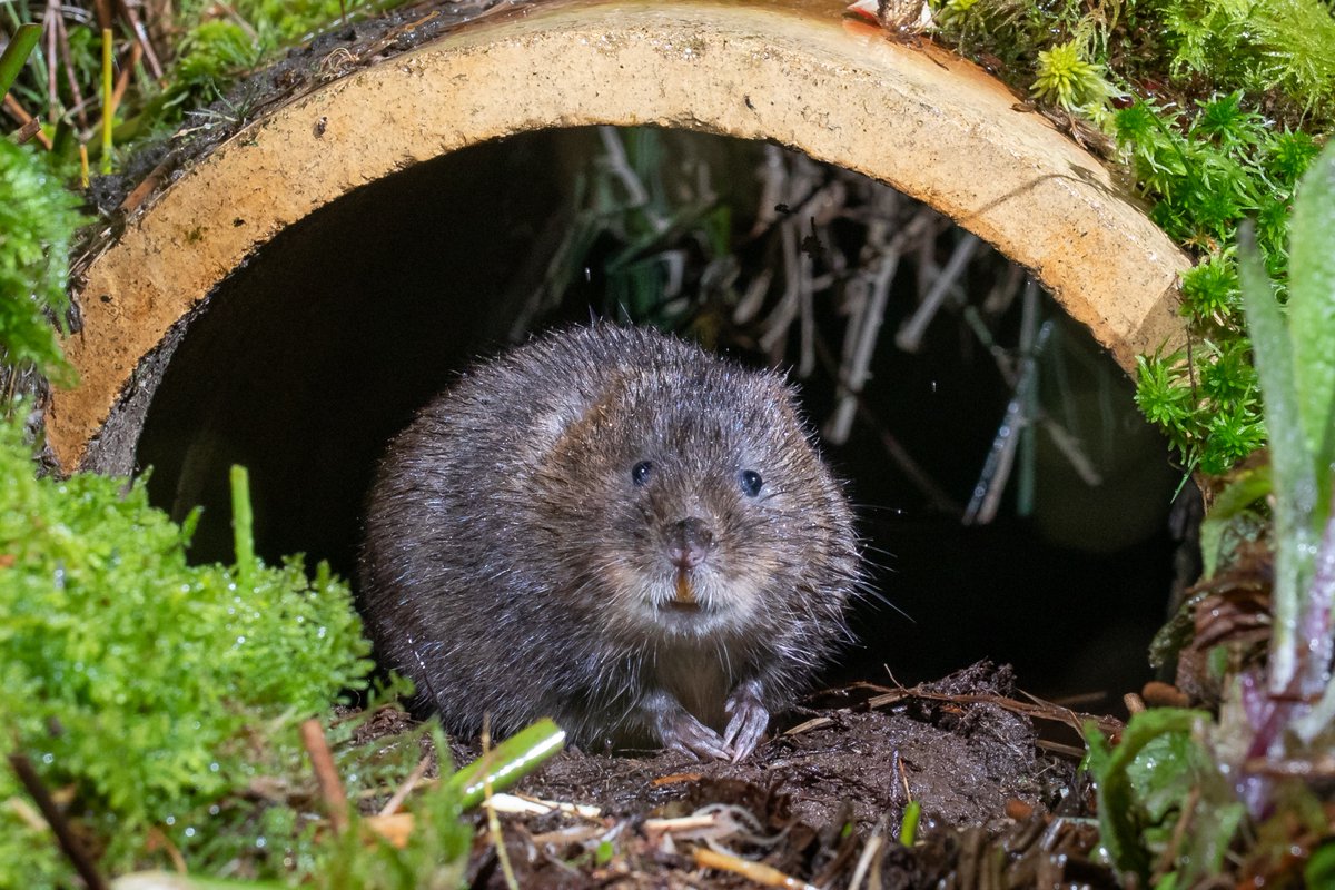 Totally made up with a photo of the water vole at the farm pond. It’s taken some faffing but life is good and I never thought I’d get an upland water vole. @theelanvalley