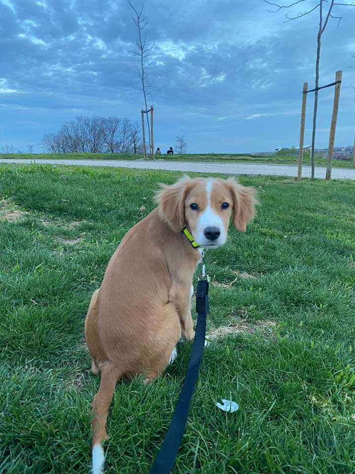 Volvemos a buscar adopción para MACCHIATO, nuestro mestizo de Bretón de 4 meses. Necesita una familia que conozca la raza y que pueda darle la actividad que necesita. Su carita irresistible y sus ganas de jugar te robarán el corazón. Sólo adopción en Madrid o Barcelona.