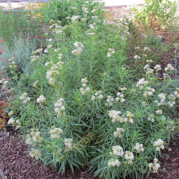 Narrowleaf Milkweed (Asclepias fascicularis), a perennial plant producing clusters of pinkish-white flowers and smooth seed pods. This species is vital to Monarchs in California.
You can spot Milkweed at the SB Golf Club and the Arroyo Burro Open Space. #CANativePlantWeek