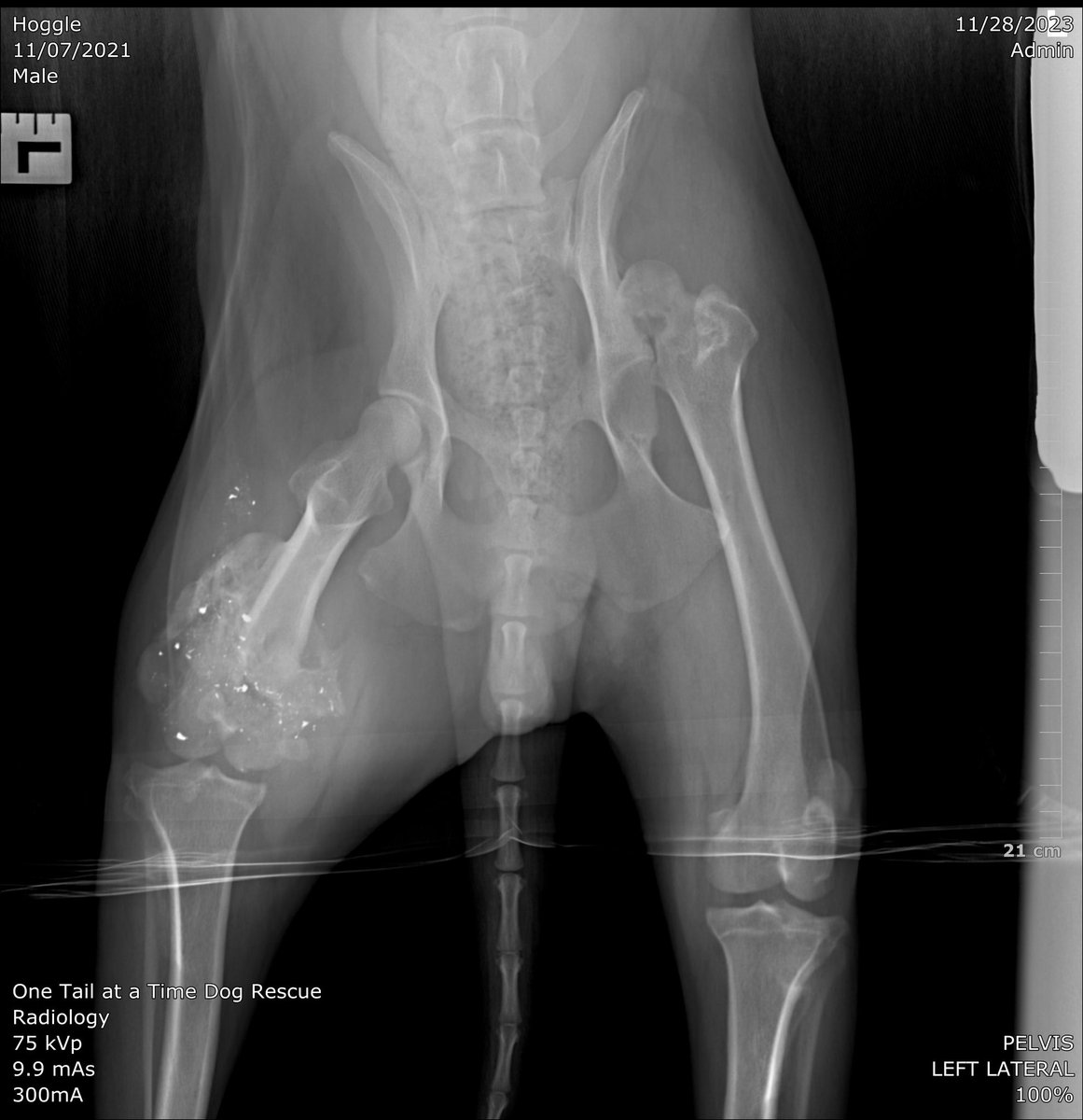 dog_rates's tweet photo. This is Hoggle. He was found struggling to walk due to a gunshot wound that shattered his patella and broke his left femur. His right hip is also dislocated, possibly from overcompensating. You can help him pay for surgery and physical therapy below ❤️‍🩹

https://t.co/KnbBp0FizW https://t.co/Eco4DL7gCn