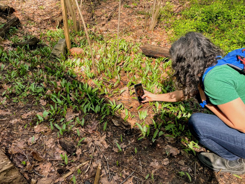 The City Nature Challenge is coming up! This friendly, worldwide competition runs from Fri, 4/26–Mon, 4/29 and encourages people to observe and submit pictures of wild plants, animals, and fungi 🌼🐦🍄 Want to learn more? Read our new blog post about it: myphillypark.org/cncphilly-2024/