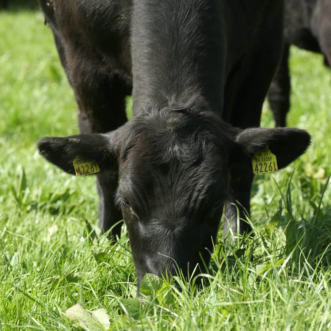 Our cattle are renowned for their superior flavour and tenderness, thanks to their natural marbling and grass-fed diet.   Find out more about Certified Irish Angus on our website –  certifiedirishangus.ie