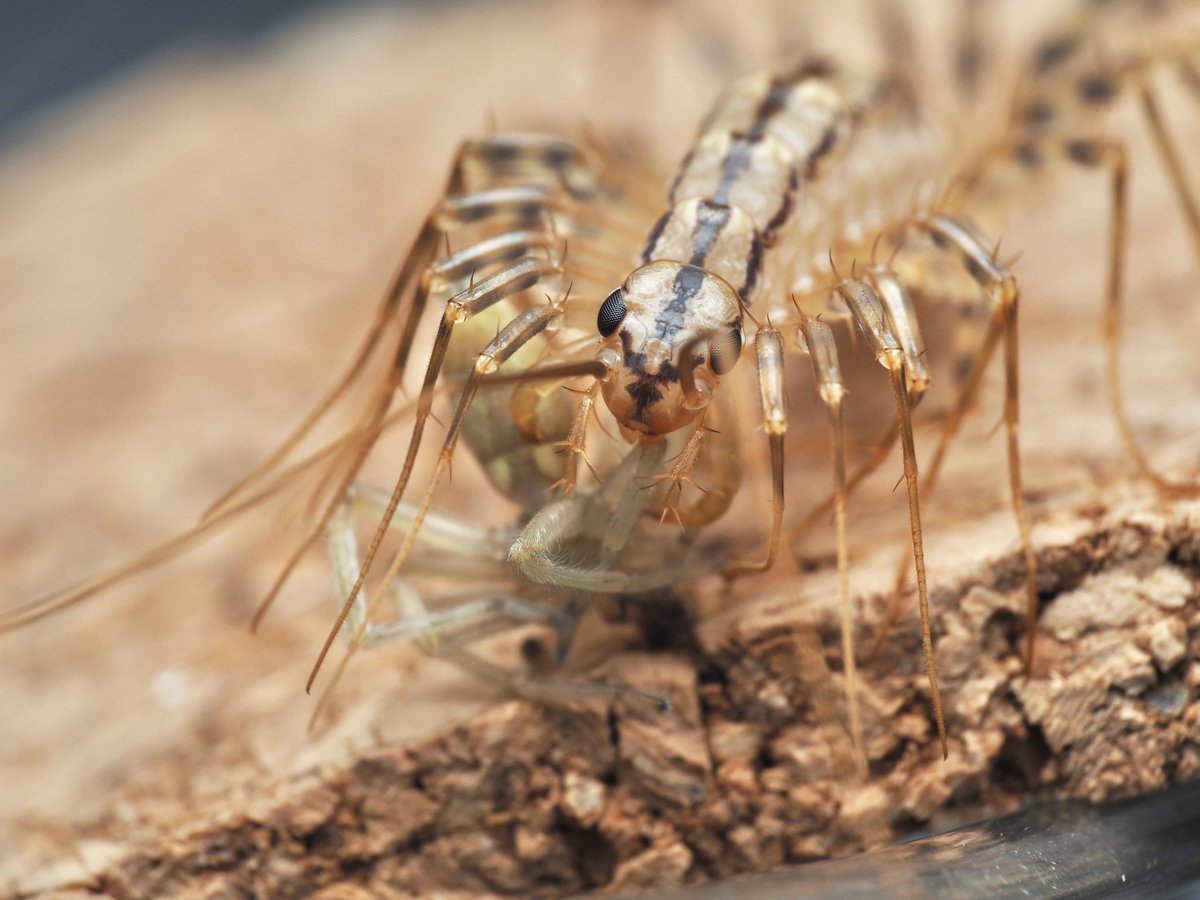 one of my very favorite arthropod appendages, the house centipede’s legs. the hypersegmented tarsi of these limbs act like tentacles, wrapping firmly around the limbs of prey, immobilizing them a safe distance from the centipede’s body while its venom takes effect