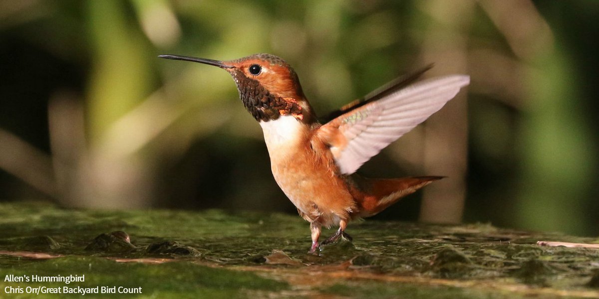 #BirdsTellUs climate change imperils their survival. We need science-based solutions that reduce emissions to help people and wildlife avoid and adapt to climate-related threats. This #EarthDay, pledge to join us to create a cleaner future. bit.ly/3Un5AyJ