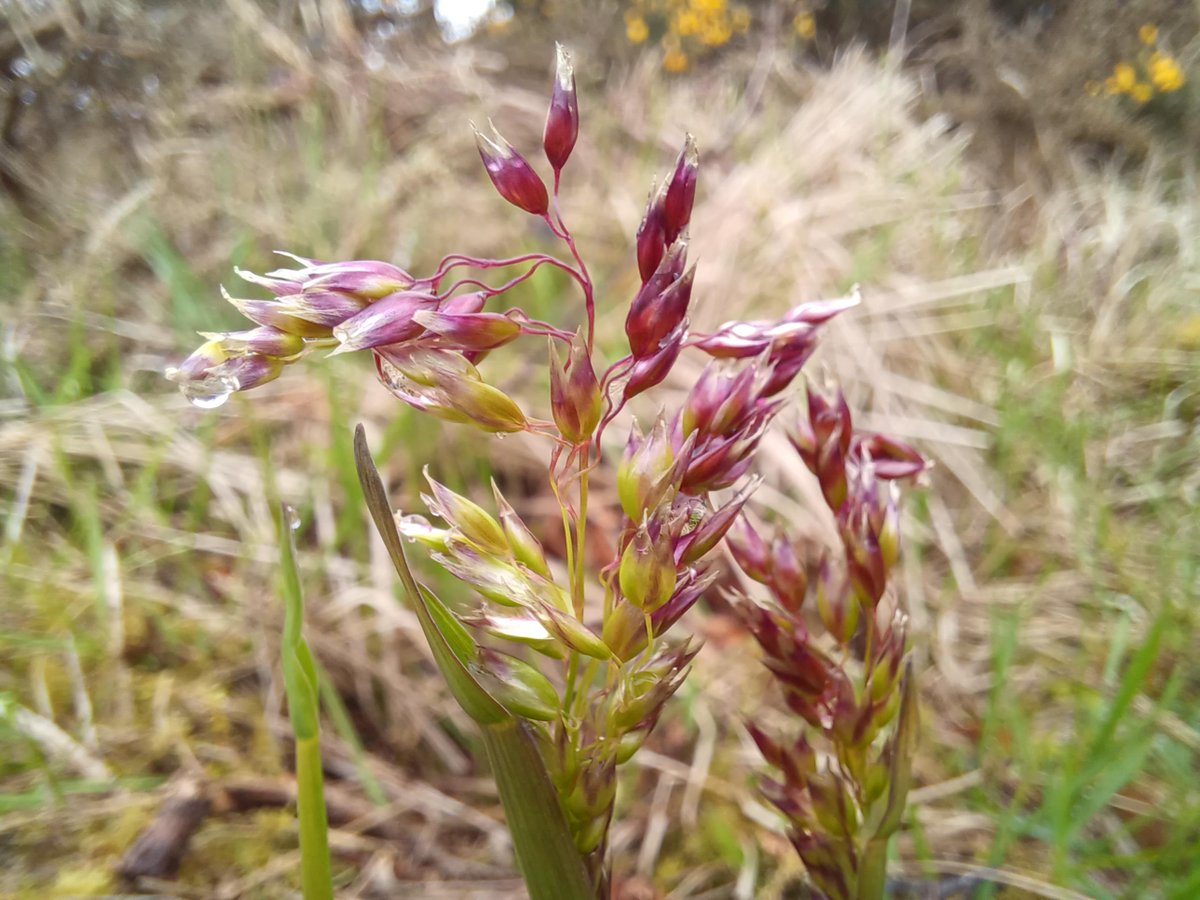We recently discovered we have holy grass on our reserve! This rare and sweet smelling grass is an exciting finding - read more about it on the blog 👉 ow.ly/Hhct50RhYlG

📸 David Pickett

#NewBlog #NatureBlog #Botany @Love_plants