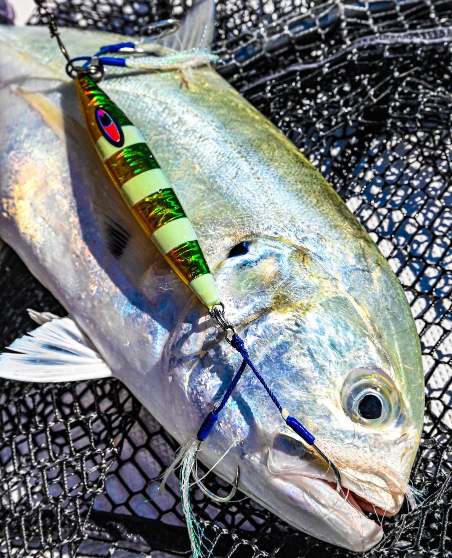 flsportfishing's tweet photo. With FSF's #JohnnyJigs species targeted jig kits, there's no guessing which jigs "might work." 

Get 20% OFF any FSF jig pack when you purchase one Johnny Jigs pack at full price. ⁠Get your gear now: https://t.co/eJPPizo4wV
⁠ https://t.co/nfEOks5j0u