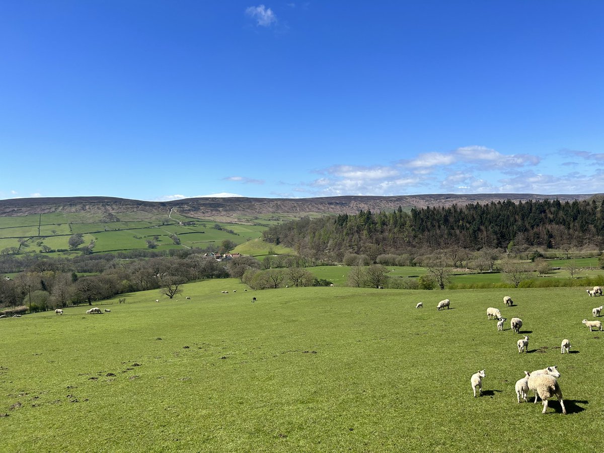 Just what I needed today, heaps of sunshine on the #NorthYorkMoors this afternoon after a dismal cold cloudy week so far. Both the ewes and lambs looked happy for some sun too. 🐑🌞