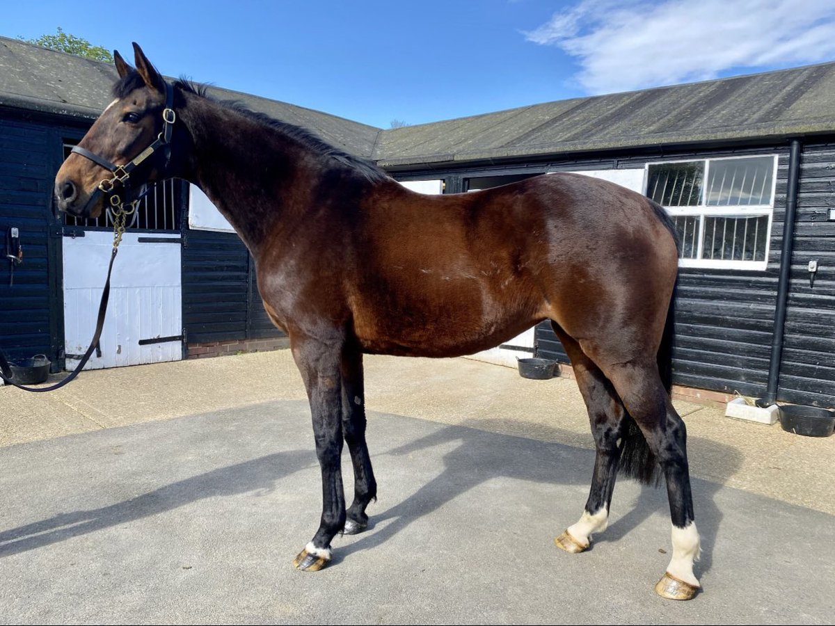 Under Milk Wood 🤩 Under Milk Wood is a Montjeu Mare, dam of GAVIN a four time winner and own sister to CLOWANCE winner of £166,898 including the St Simon Stakes, Newbury Gr3. Check out her full listing here: racehorsetrader.com/listing/under-… #broodmare #racehorse