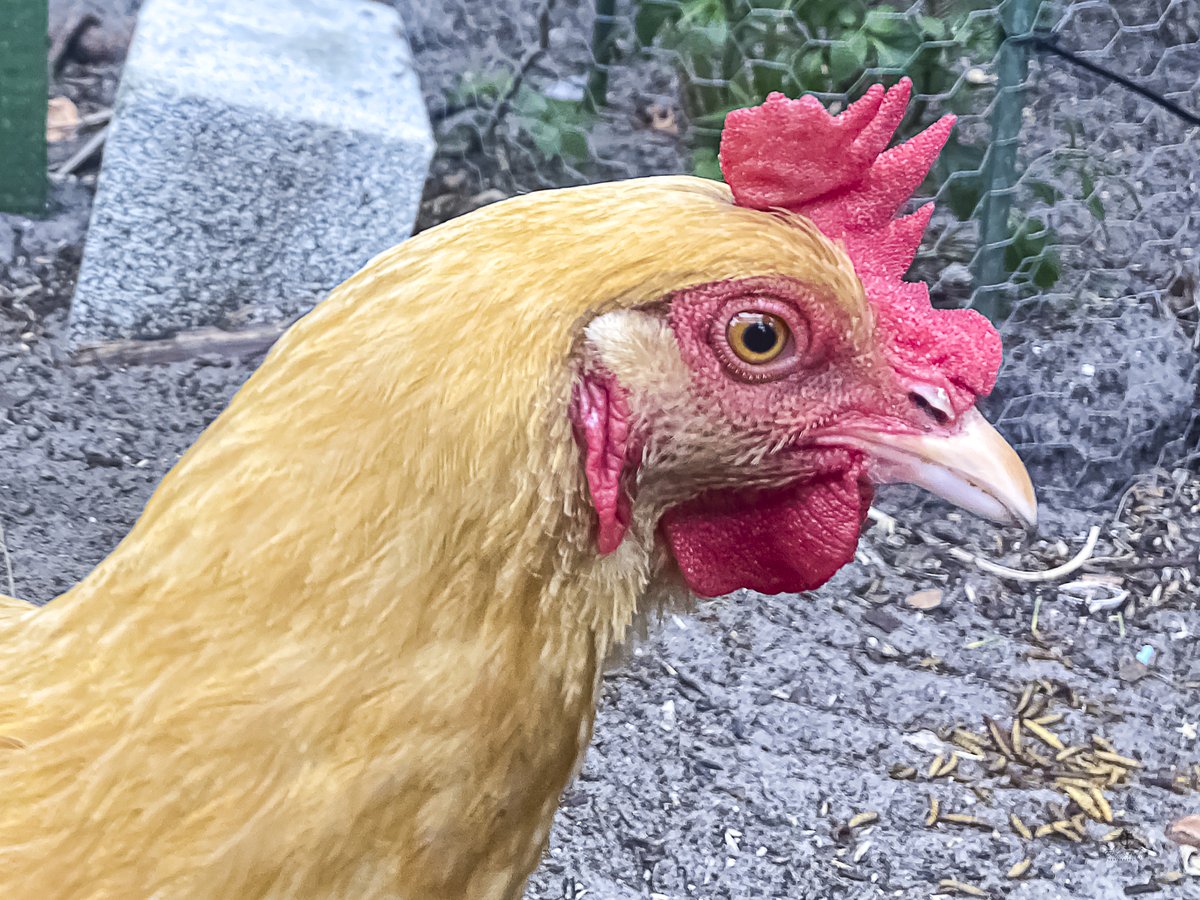 Blondie
#chickens #bufforpington #backyardchickens #photography #ElaineFortunePhotography