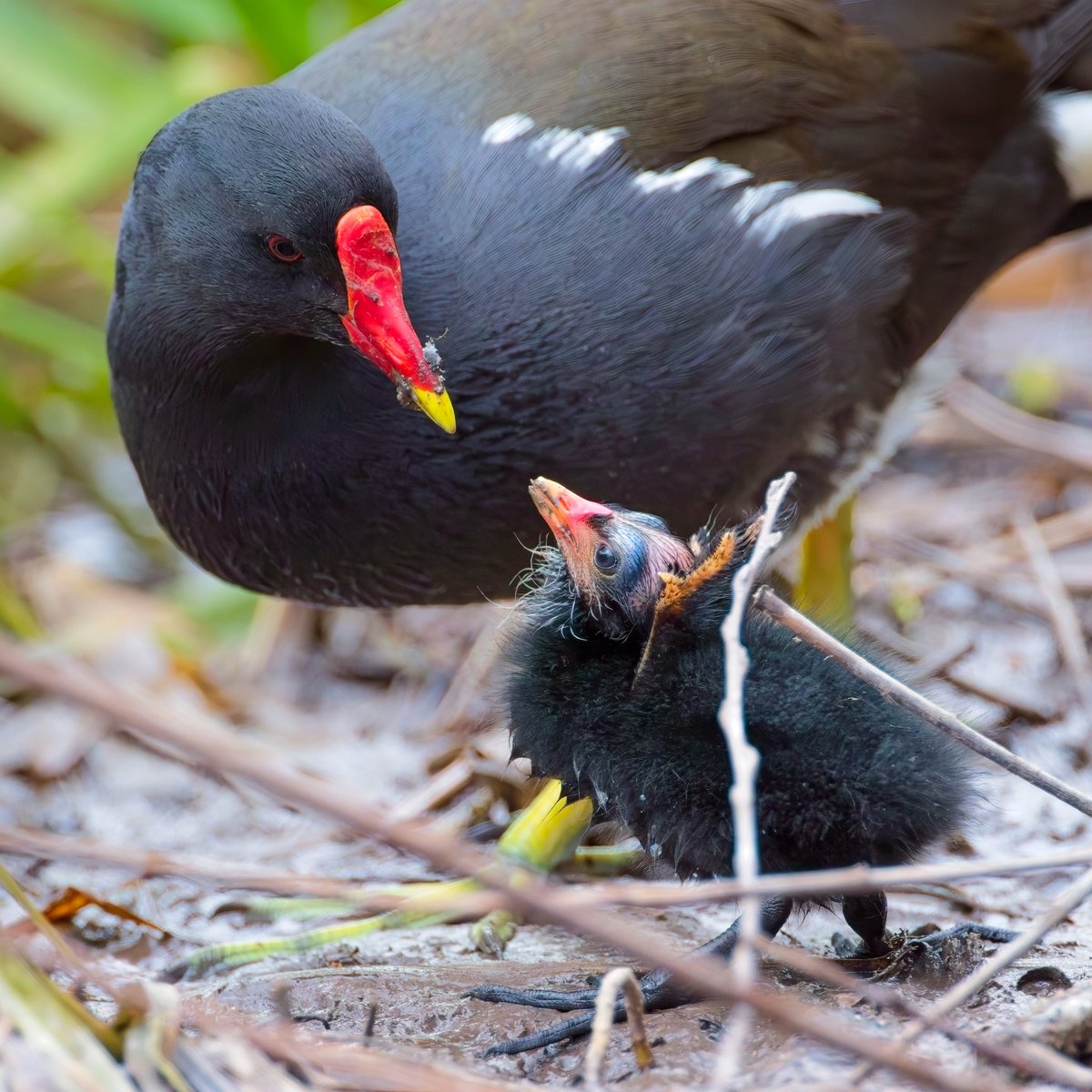 Moorhen feeding one of three chicks, Willow Hide at @WWTSlimbridge this afternoon @slimbridge_wild #BirdsSeenIn2024