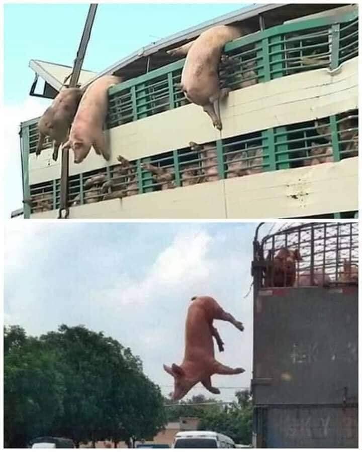 They want to escape whatever is planned for them. They know it's nothing good. The place they are going to is nothing pretty. They do not deserve this suffering. They do not want to be slaughtered. What would you do?