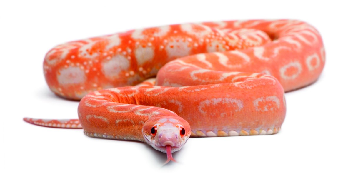 A ‘last-resort’ antibiotic that is meant to be kept in reserve and prescribed with the utmost caution is commonly being used as a ‘first-line’ antibiotic for pet snakes. Read the full story at ow.ly/UAiv50RjVzy