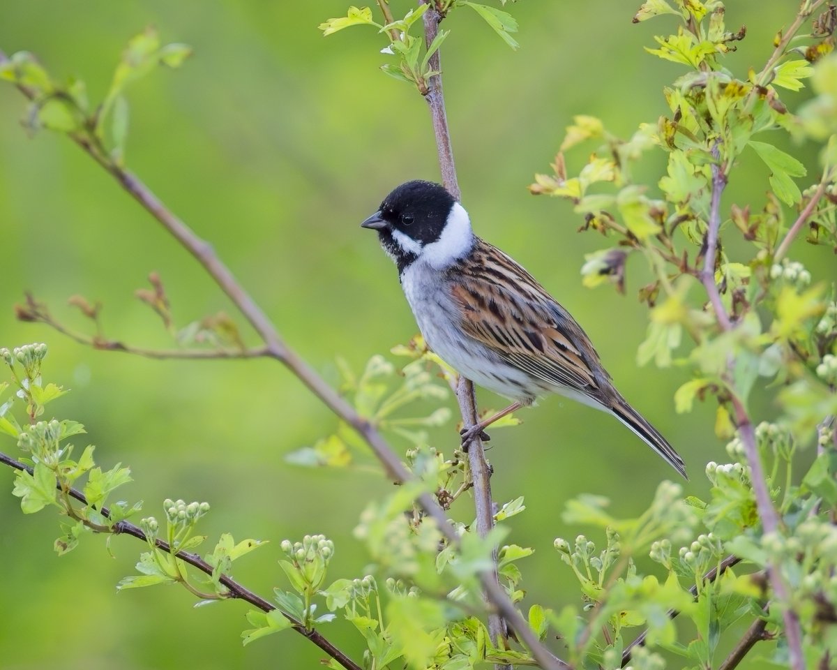 Reed Bunting from the Estuary Tower at @WWTSlimbridge this afternoon @slimbridge_wild #GlosBirds #BirdsSeenIn2024